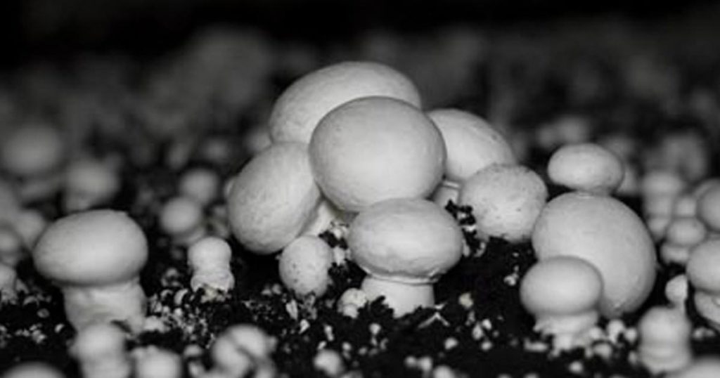 Sustainable Mushroom Growing