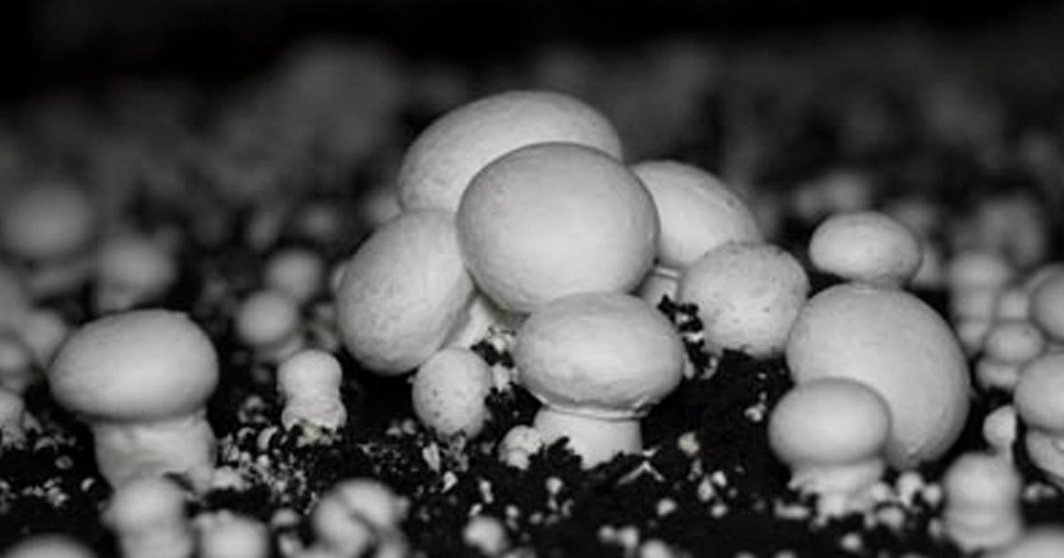 Mushrooms – The Great Recyclers