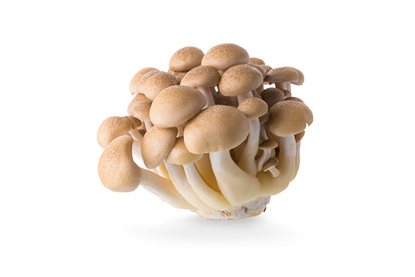 Fresh beech mushrooms grown and distributed for wholesale by South Mill Champs