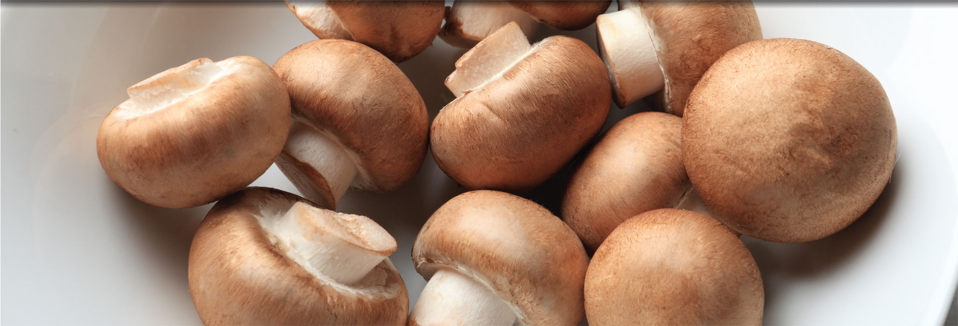 Crimini Mushroom Supplier South Mill Champs