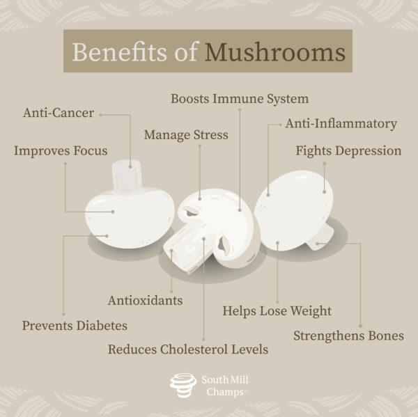 What Is a Mushroom? Everything You Need to Know About Edible Fungi