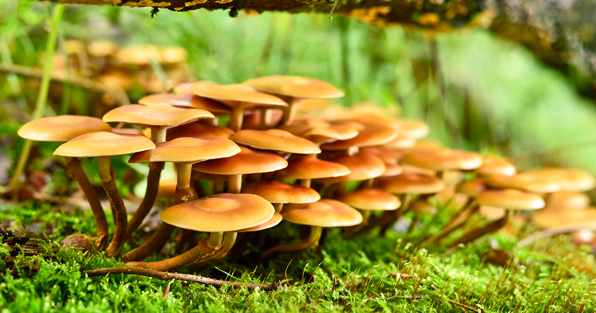 How and Where Do Mushrooms Grow? 