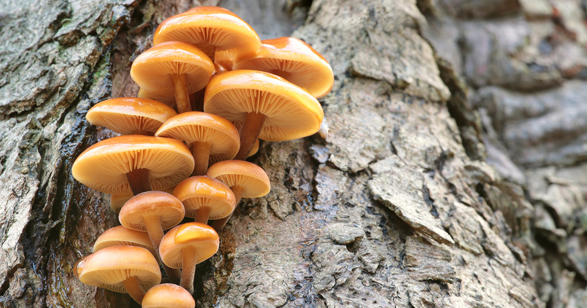 Mushrooms in aloe plant