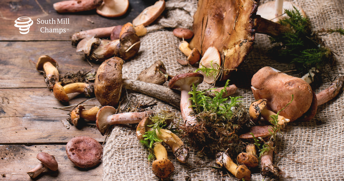 Everything You’ve Ever Wanted to Know About Mushrooms