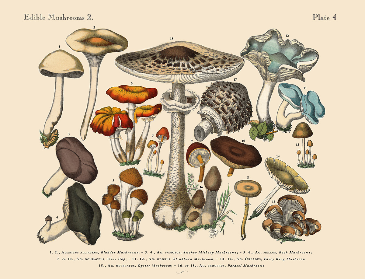 History of Mushrooms