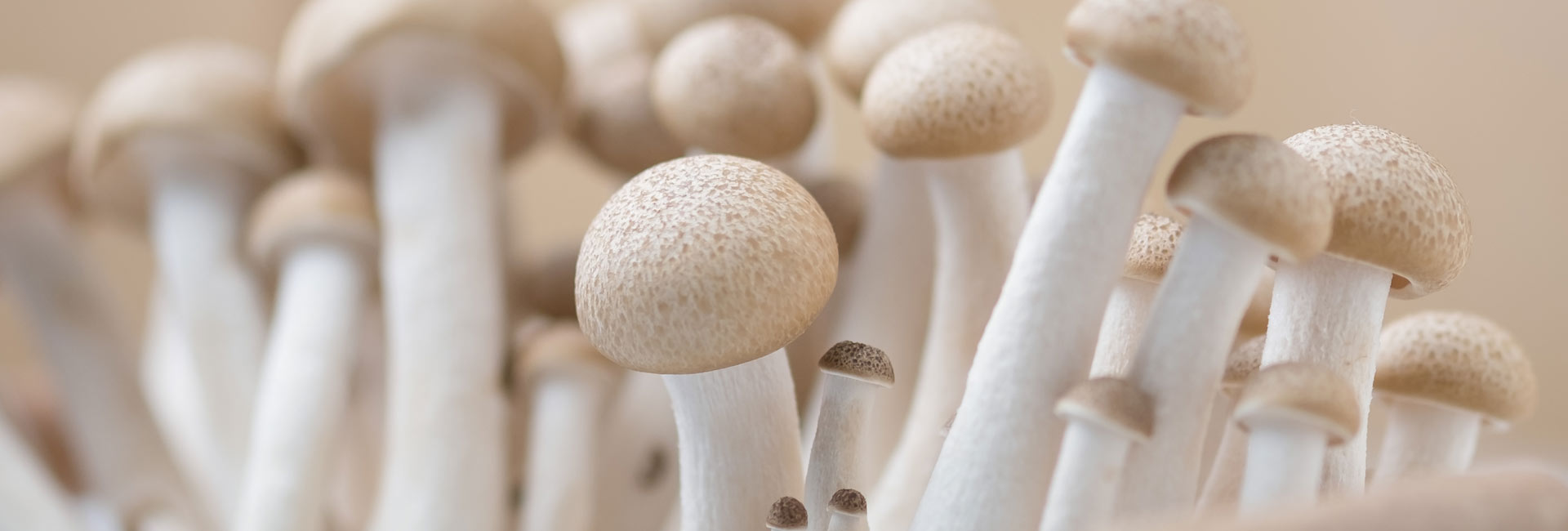 Mushroom Month: It’s Time to Celebrate Mushrooms