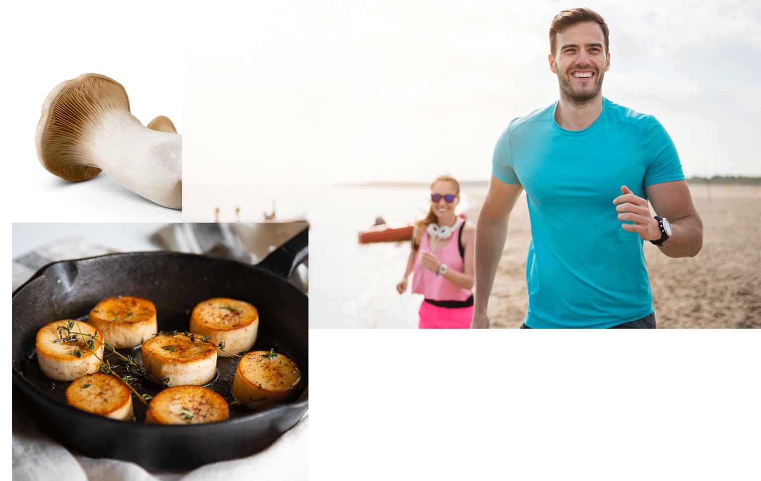 King Trumpet Mushroom Supplier South Mill Champs