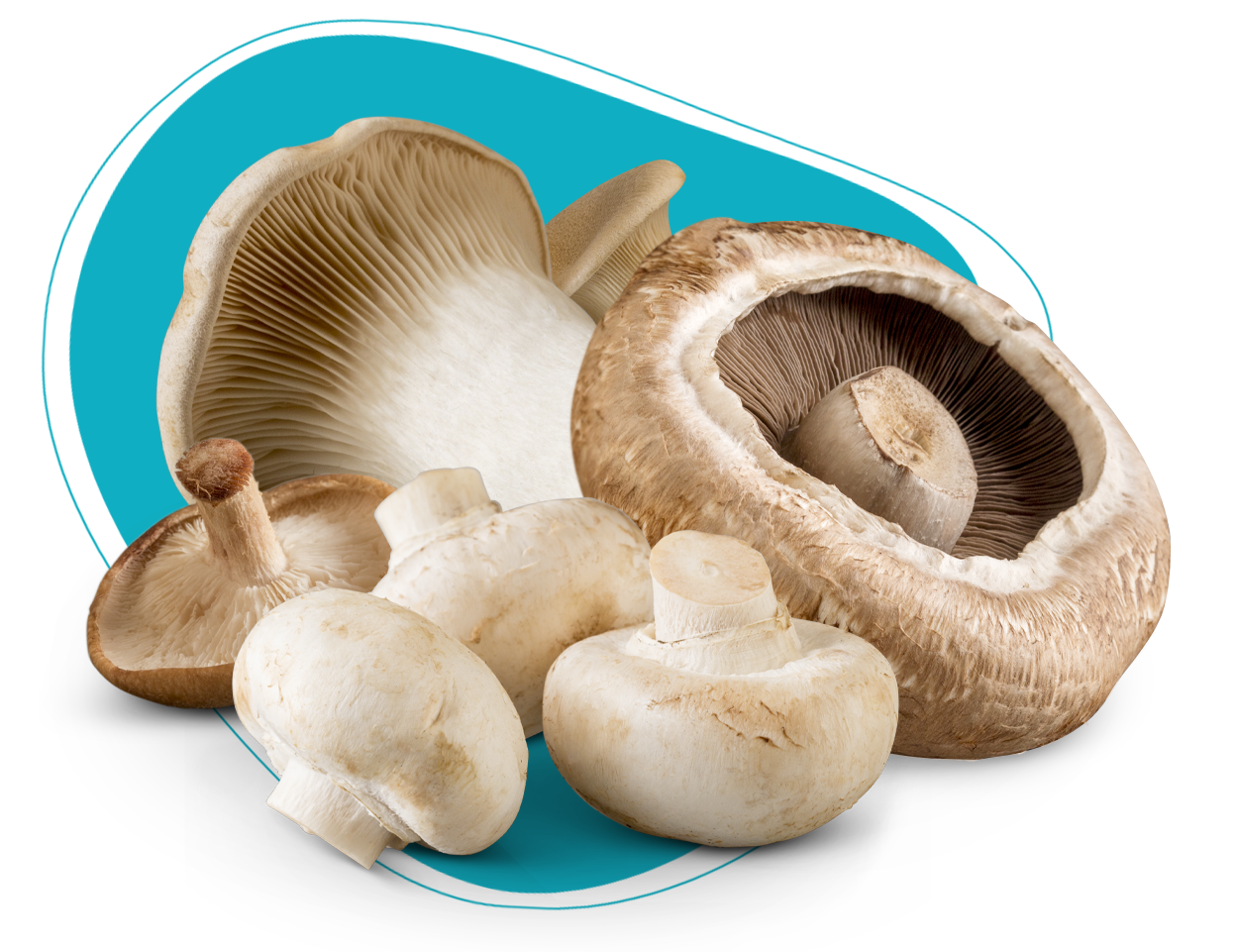 SHOP WHOLESALE SHIITAKE MUSHROOM