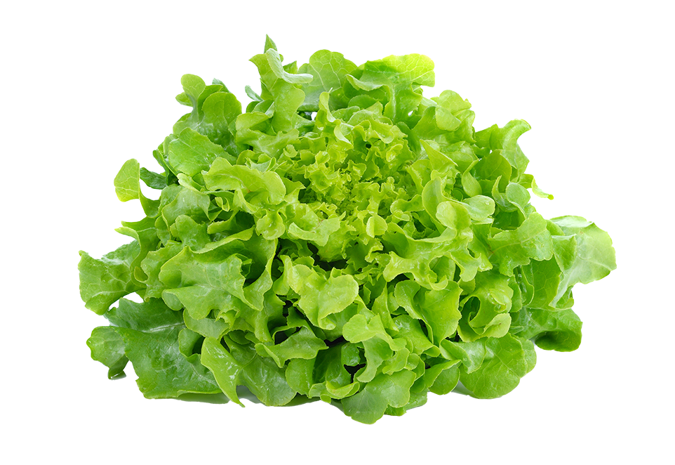 South Mill Green lettuce 