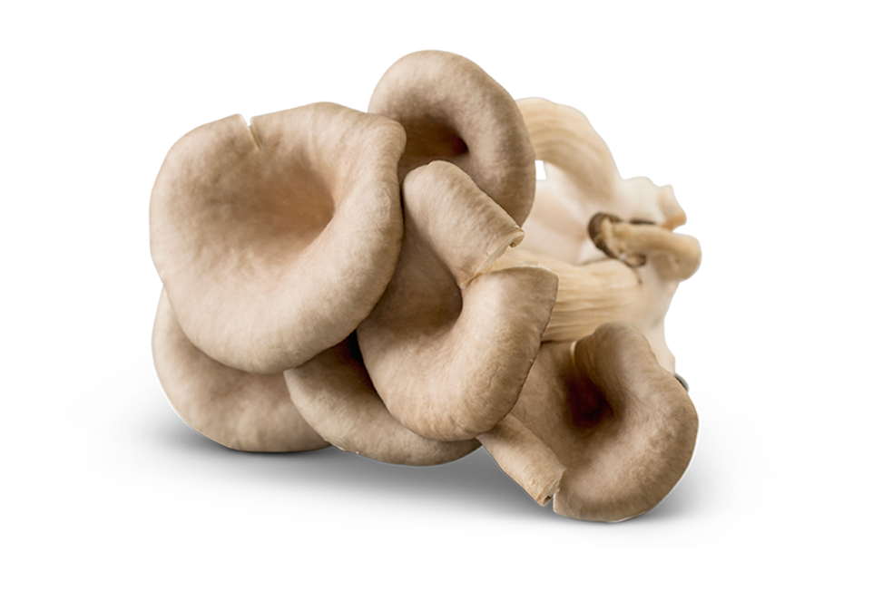 South Mill Champs Oyster mushrooms 