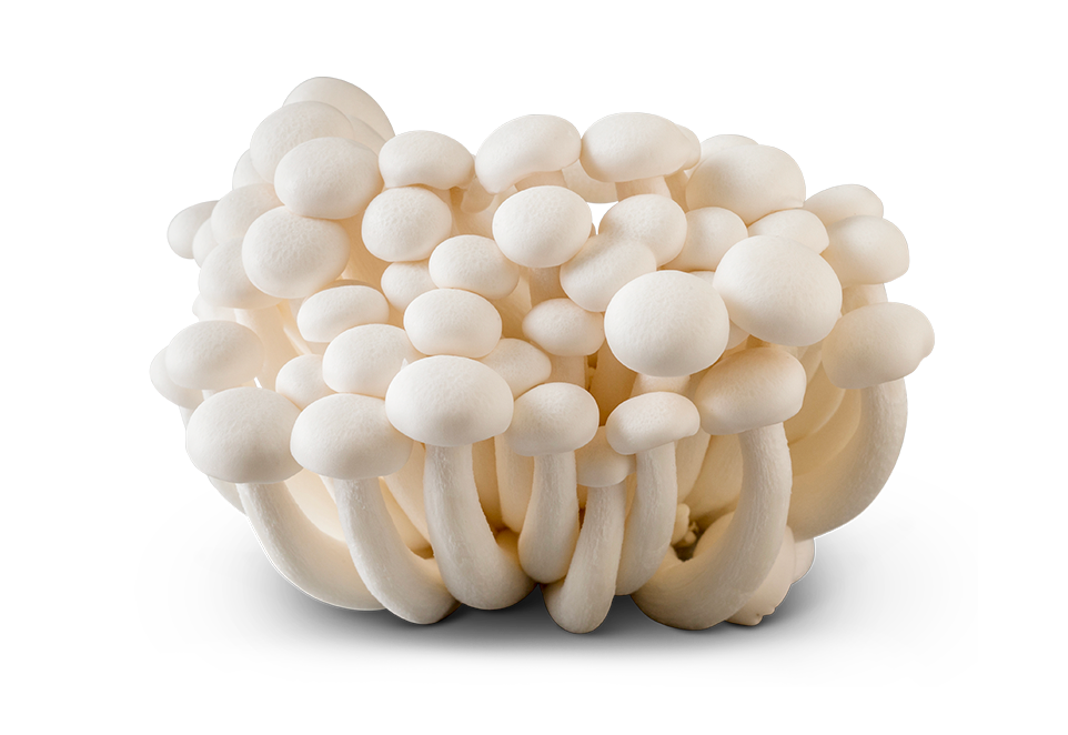 South Mill White beech mushrooms 