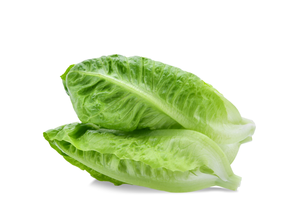 South Mill Romaine lettuce 