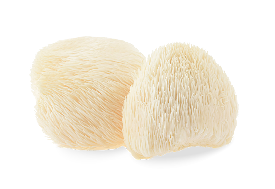 South Mill Champs Lions Mane mushrooms 