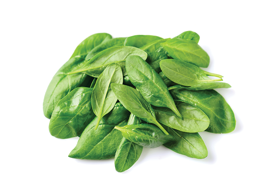 South Mill Champs Spinach 
